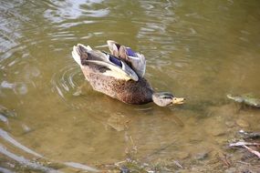 female duck on the pond