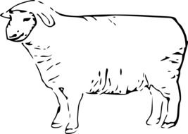 Farm animal, Sheep, drawing