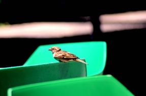 sparrow on green surface