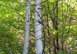 beautiful and cuteTree