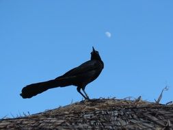 bird on the roof under the moon