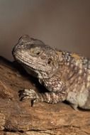 scaly bearded dragon