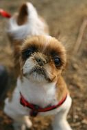 puppy in the park