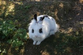 white hare on the ground