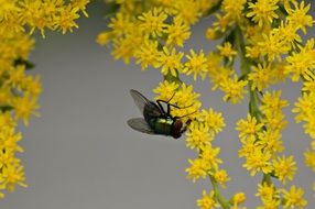 insect fly on yellow flowers