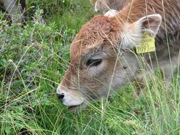 the calf leaned over the green grass