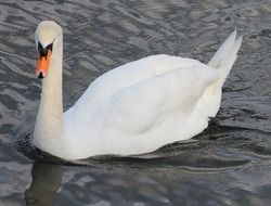 beatuful mute swan