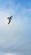 Seagull Bird in Sunny sky flying