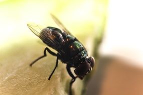 Macro photo of the fly