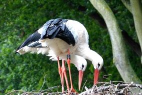 Nest of the storks in nature