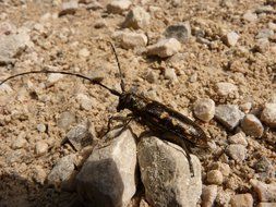 little bug with a moustache on the stone