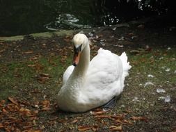 attractive white Swan