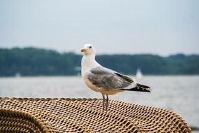 Black-headed gull on a wicker surface