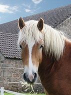 Brown and white horse on the farm