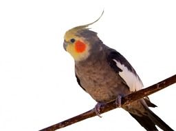 Cockatiel Parrot Cute