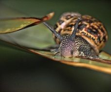 snail on a leaf close-up