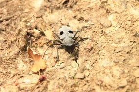 cerambycidae beetle in wildlife