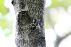 large cicada in the tree trunk