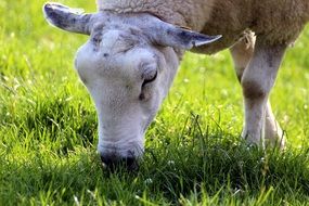 grazing domestic sheep