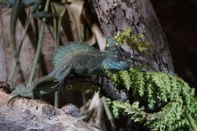 reptile like a little dragon