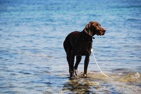 Dog at the Sea