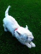 white cute Dog Animal playing