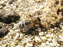 bee on the sand close-up