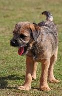 cute border terrier dog on green grass