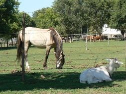 picture of the equines