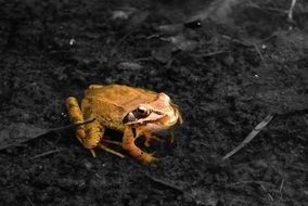 toad in camouflage
