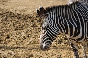 portrait of a striped African zebra