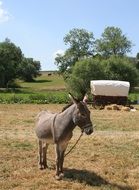 Domestic donkey on the farm graze