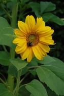 attractive Sunflower and Insects