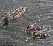 Family of mallards swim in the pond