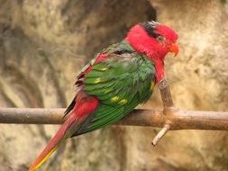 cute exotic parrot on a branch