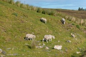 a flock of sheep on the hillside