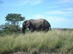 elephant in South Africa