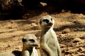 Cute, colorful and beautiful standing suricates