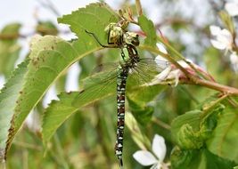 green brown dragonfly on the tree