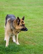 photo of German Shepherd on the meadow