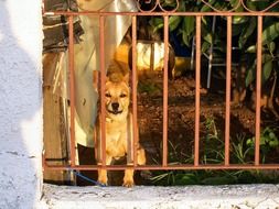 red Dog sits behind metal fence