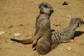 awake meerkats