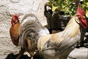 two roosters in yard at sunny day
