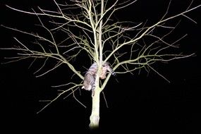 cat in the tree at night
