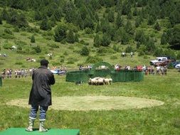show dog drives a flock of sheep