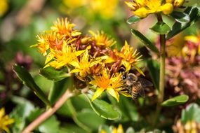insects pollinate a yellow flowers