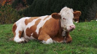 red and white cow on pasture