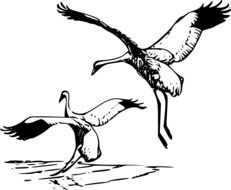 drawing of a pair of cranes