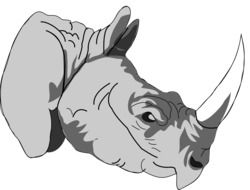 attractive Rhinoceros Head drawing