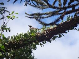 a bird on a branch of a coniferous tree